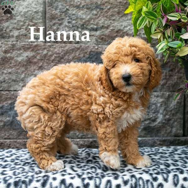 Hanna, Standard Poodle Mix Puppy